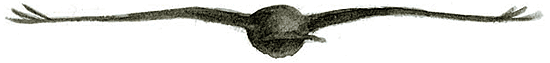 Hiirihaukka